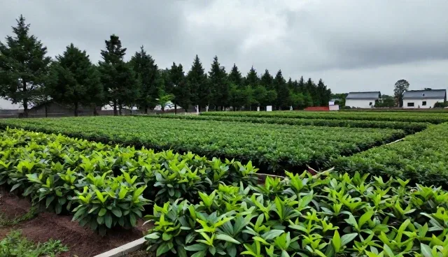 智能化管理在绿化工程中的应用与实践