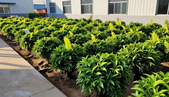 工程管理中两种做法的对比与实际取舍